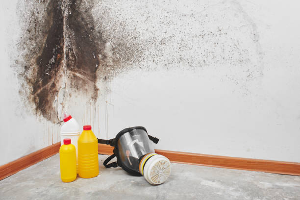 Best Same-Day Mold Removal  in Calverton, NY