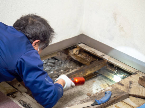 Best Mold Testing  in Calverton, NY