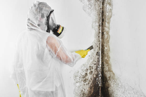 Mold Removal Process in Calverton, NY