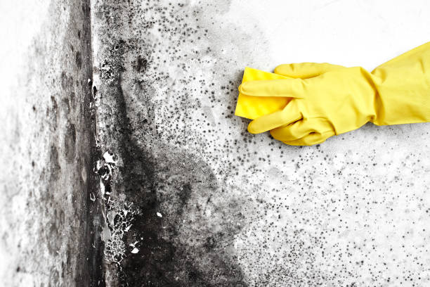 Best Office Mold Removal Services  in Calverton, NY