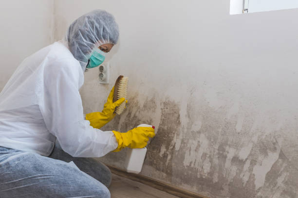 Home Mold Removal in Calverton, NY