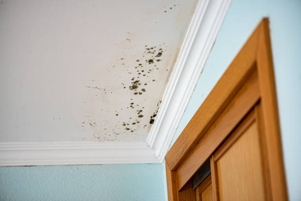 Best Mold Damage Repair  in Calverton, NY