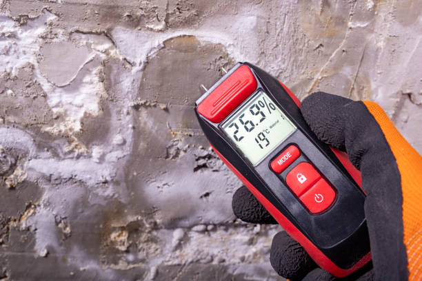 Best Home Mold Removal  in Calverton, NY