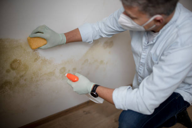 Best Mold Removal Process  in Calverton, NY