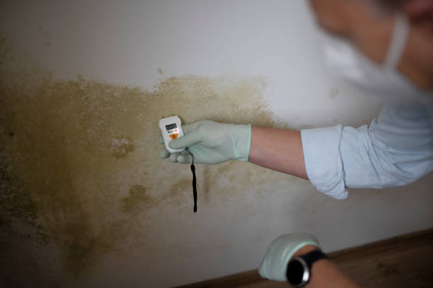 Mold Removal and Inspection in Calverton, NY