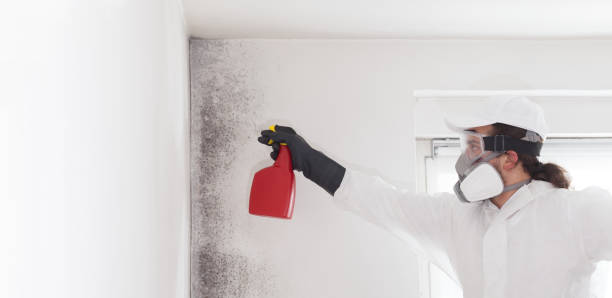 Best Emergency Mold Removal  in Calverton, NY