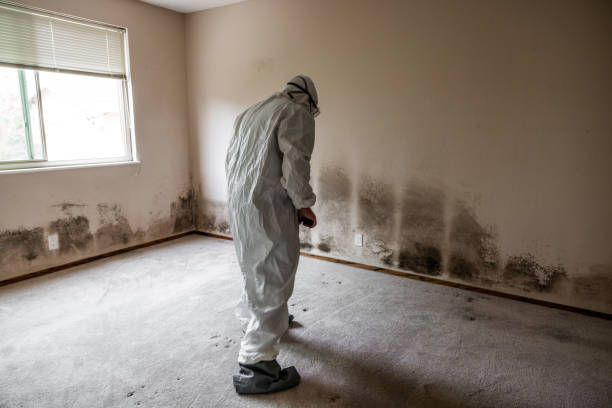 Best Affordable Mold Removal  in Calverton, NY