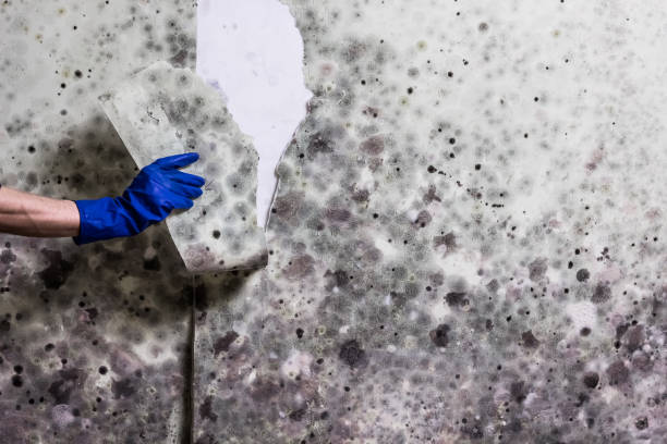 Best Mold Damage Repair  in Calverton, NY